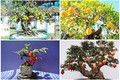 10 cây ăn quả lên chậu thành bonsai “đẹp say lòng” 