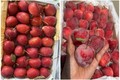 Sự thật đằng sau táo cherry giá rẻ bán đầy chợ mạng