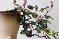 Ngỡ ngàng cây mọc bờ ruộng lên đời thành bonsai đắt đỏ