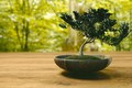 10 sự thật ngạc nhiên ít người biết về bonsai 