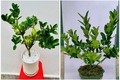 Phật thủ bonsai tiền triệu “cháy hàng” dịp Tết 2025