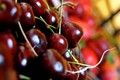 Cherry Úc 2 triệu đồng/kg vẫn “cháy hàng” trước Tết