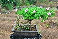 Cây mọc bờ rào lên chậu thành bonsai vài chục triệu đồng