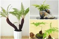 Cây dại bờ bụi lên chậu thành bonsai 10 triệu đồng/chậu