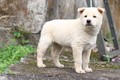Tận thấy giống chó cộc đuôi hàng triệu đồng mỗi con ở Hà Giang 