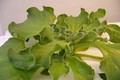 Rau kim cương 7 triệu/kg đang gây sốt có gì đặc biệt?
