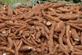 Sắn tươi rớt giá chỉ còn 2.000 đồng/kg