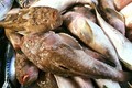 Loài cá nhìn “sợ khiếp vía”, dân phố vẫn thi nhau lùng mua