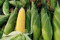 Nhu cầu tiêu thụ cao, giá bắp nếp tăng