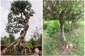 Tận thấy loài cây nổi u cục khắp thân giúp nông dân “hốt bạc“