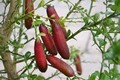 Tận mục giống chanh lạ 3 triệu đồng/kg gây sốt thị trường