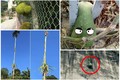 Những kiểu mọc “éo le” của trái cây khiến gia chủ “ngậm ngùi“