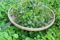Loại rau dại xưa nhổ vứt đi nay hái bán là “hốt bạc“