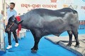 “Sửng sốt” chú trâu nặng 1,6 tấn được trả hơn 100 tỷ 