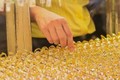 Giá vàng hôm nay 07/05: Tăng phi mã?
