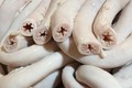 Sự thật lòng se điếu giá rẻ “đổ bộ” chợ mạng 