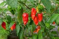 Ớt mọc bờ rào “hóa” đặc sản 300.000 đồng/kg không đủ bán
