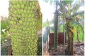 Thích mắt ngắm cây chuối “đẻ” buồng trăm nải gây xôn xao 