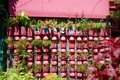 Ngôi nhà màu hồng “nổi bần bật” giữa TP HCM 