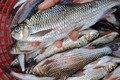 Loài cá trên núi cao, nửa triệu đồng/kg vẫn “cháy hàng“
