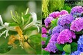 3 loại hoa mùa xuân phát lộc, dễ trồng đem lại sinh khí