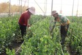 Nghể trồng hoa tết ở Gia Lai, nơi trúng mùa, nơi hồi hộp chờ giá
