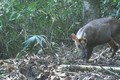 Loài mang cực hiếm được du khách chụp giữa rừng Bạch Mã
