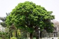 Vì sao người xưa nói cây lớn trước nhà, gia đình bất an?