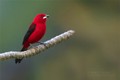 Vẻ đẹp kỳ diệu của các loài chim trong các khu rừng ở Brazil