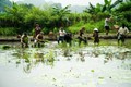 Nhiều hoạt động hấp dẫn trong tour du lịch cộng đồng ở Ninh Bình