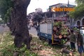 Thanh tra toàn diện việc thay thế cây xanh ở Hà Nội