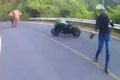 Clip: Bị voi rừng chặn đường, biker Thái Lan “bỏ của chạy lấy người”