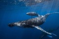 Cá voi có thể lặn tới độ sâu 2000m