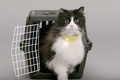 Catterbox - chiếc vòng thần kỳ có thể phiên dịch tiếng mèo kêu