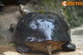 Tận mục loài rùa cực to, có răng nanh của Việt Nam