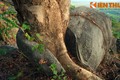 Cây cổ thụ mọc từ tảng đá khổng lồ toác đôi hiếm có ở VN