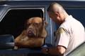 Ảnh chế “vô đối” về chú chó lái xe tải cực ngầu