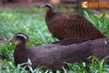 Ngắm loài chim có lông đuôi dài 2m cực đẹp của Việt Nam