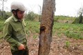 Điều tra vụ cây rừng phòng hộ Dầu Tiếng bị “bức tử” bằng chất độc