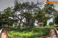 Thăm cây đa Bác Hồ trồng ở quê hương TBT Nguyễn Phú Trọng