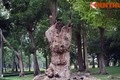 "Soi" cây cổ thụ khổng lồ rỗng ruột kỳ lạ ở Sài Gòn