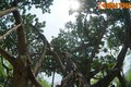 Thăm cây đa Bác Hồ trồng giữa Thủ đô Hà Nội