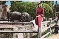 Hình độc về đàn voi ở Thảo Cầm Viên Sài Gòn xưa