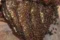 Kỳ công nghề làm nhà cho... ong ở để lấy mật của người Giẻ Triêng