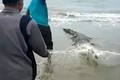 Cá sấu mắc vào lưới đánh cá, ngư dân dùng búa đập tàn nhẫn