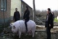 Giống lợn 500-750 kg mỗi con được Trung Quốc đẩy mạnh nuôi