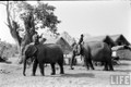 Ảnh độc: Ngắm đàn voi hoành tráng ở Buôn Mê Thuột năm 1957