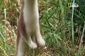 Video: Độc chiêu săn thỏ bằng “thôi miên” của chồn 