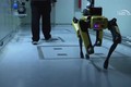 Video: Chó robot theo dõi nhiễm xạ ở Chernobyl 