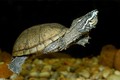 Cận cảnh loài rùa có mùi thối khiến kẻ thù sợ phát khiếp